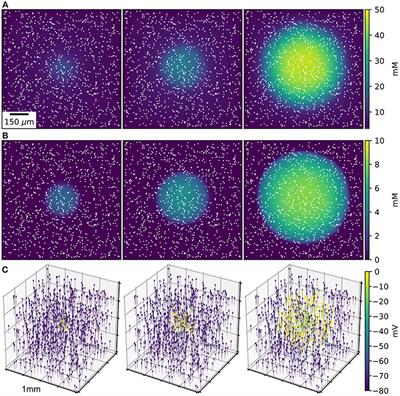 Using NEURON for Reaction-Diffusion Modeling of Extracellular Dynamics